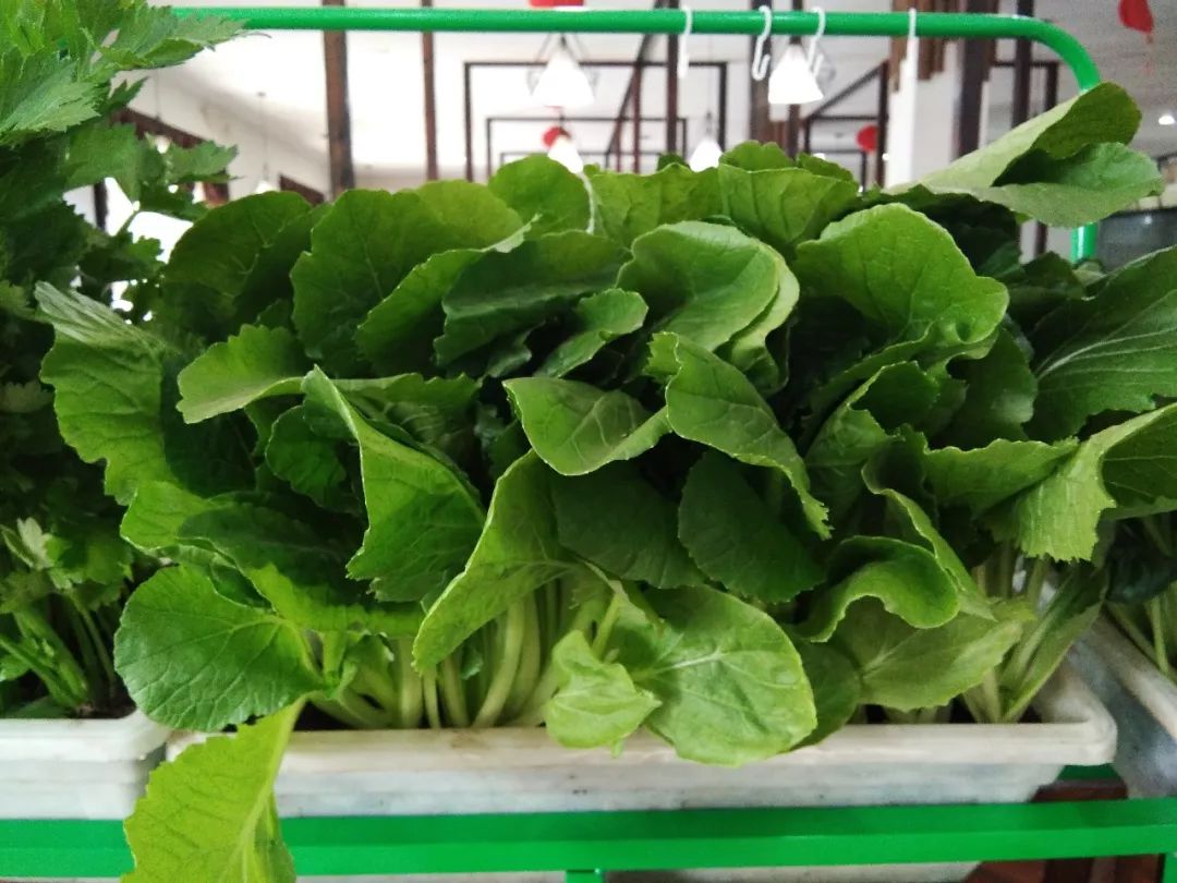 有哪些好养的绿色蔬菜 05ac2b066c12455baae676927018319b.jpeg