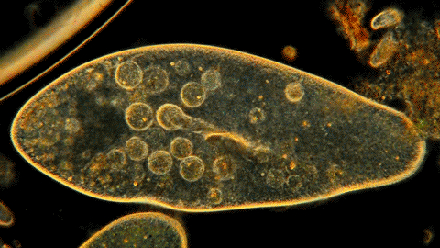 七考网 学历 高考 ></p></a> 高中生物三年必备考点归纳 备考生快get起来 正文