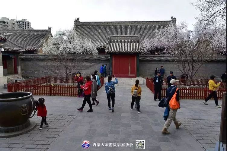 美图 | 清风暖阳映庭院 枝繁粉红花团锦