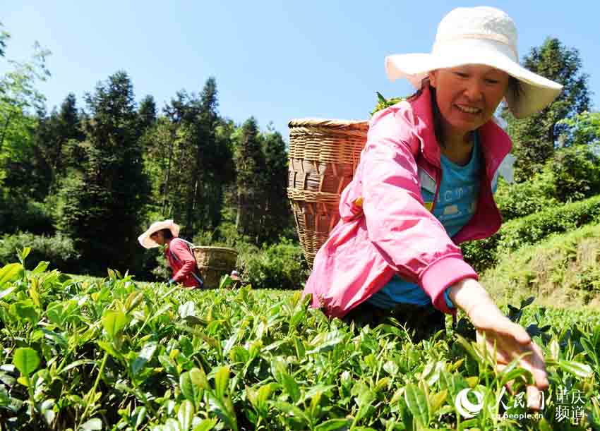 重庆酉阳:高山采茶忙_木叶乡图片