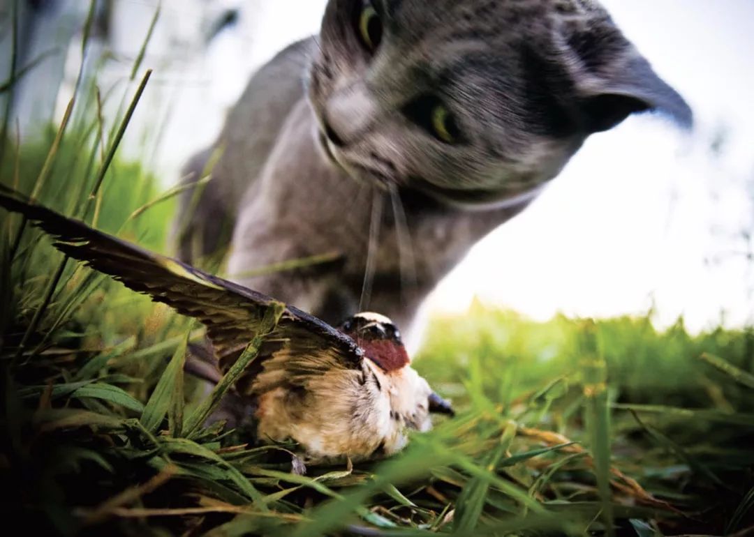 看,正在捕猎的野外猫科动物跟正在捕鸟的家猫,那充满野性的小眼神是不