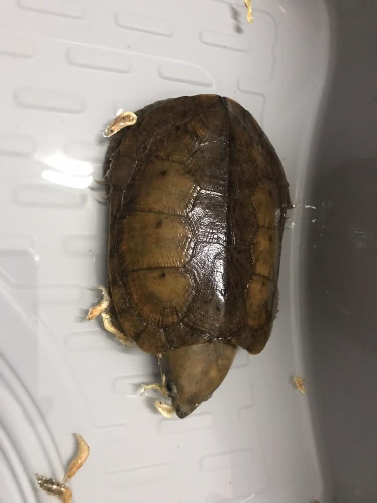 怎么养乌龟才能不让乌龟死 135f2264b3724c2b8aa6055195369840.jpeg