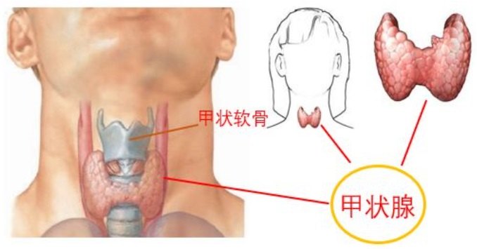 大庆市甲状腺癌占人口的多少_大庆市地图(3)