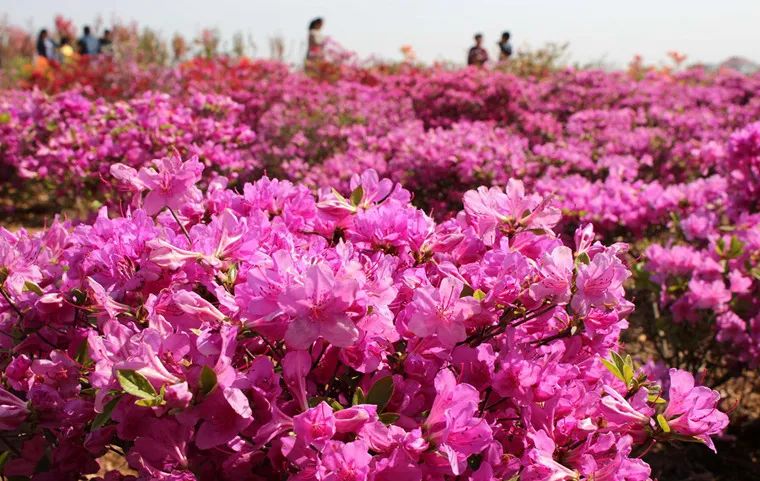 周末去哪玩:观千亩杜鹃花海,登侨乡号游轮环游威海卫