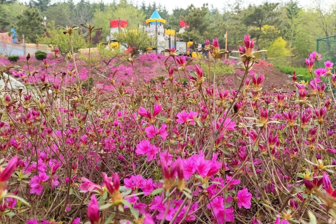 周末去哪玩:观千亩杜鹃花海,登侨乡号游轮环游威海卫