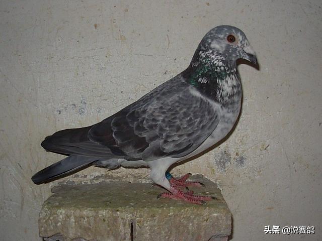 信鸽鸽粮里面都有什么粮食 377ebb00f978470990424b216c4e36cd.jpeg