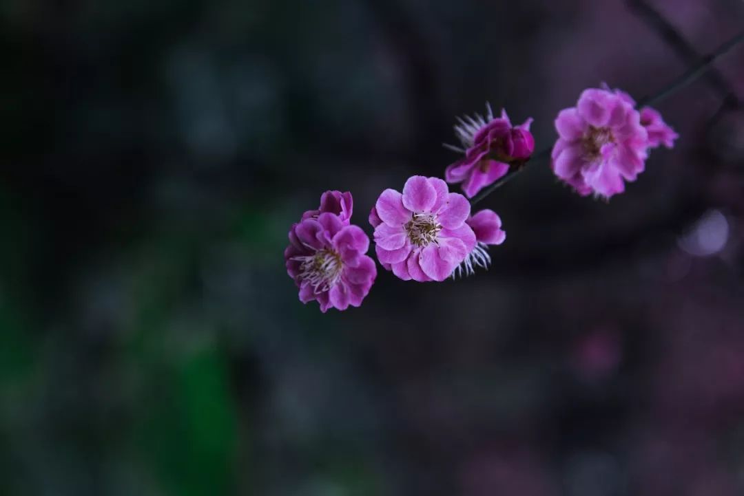 39f901ee26604d1e8ef0289c790a5dc2.jpeg