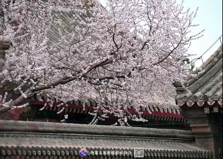 美图 | 清风暖阳映庭院 枝繁粉红花团锦