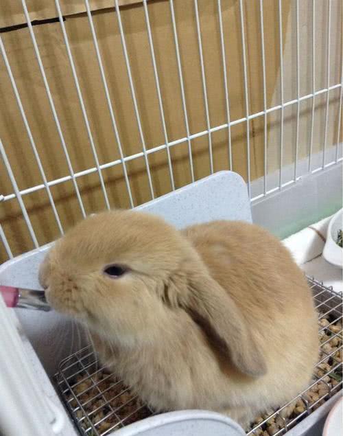 怎么养兔子才能让兔子不死 47a0a084123e4c71aea822ea0a5cd2ed.jpeg