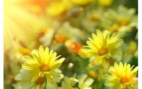 松果菊什么样子 48d8f86794184f16867e378f0591c124.jpeg