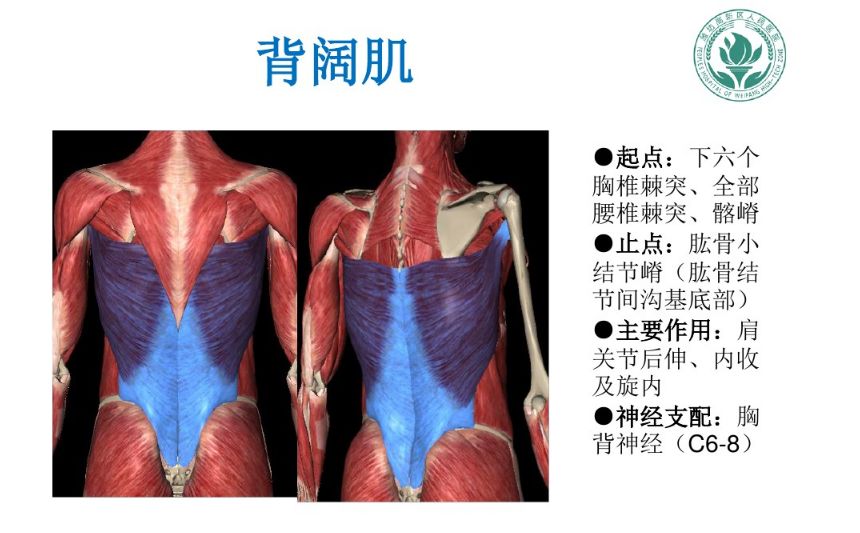 肩关节软组织压痛点的解剖与临床(一)