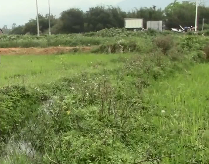 现在能种芹菜吗河南 566e97a5960a4319b26a1770b3511d79.jpeg