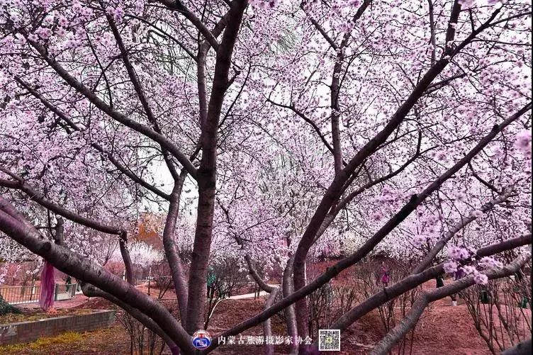 美图 | 清风暖阳映庭院 枝繁粉红花团锦