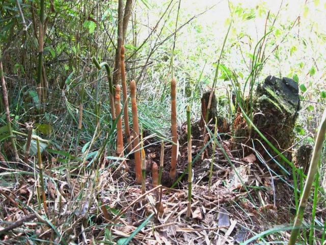 如何种植天麻 5eb1f9ede38843ee9872a7cb73f08c7f.jpeg