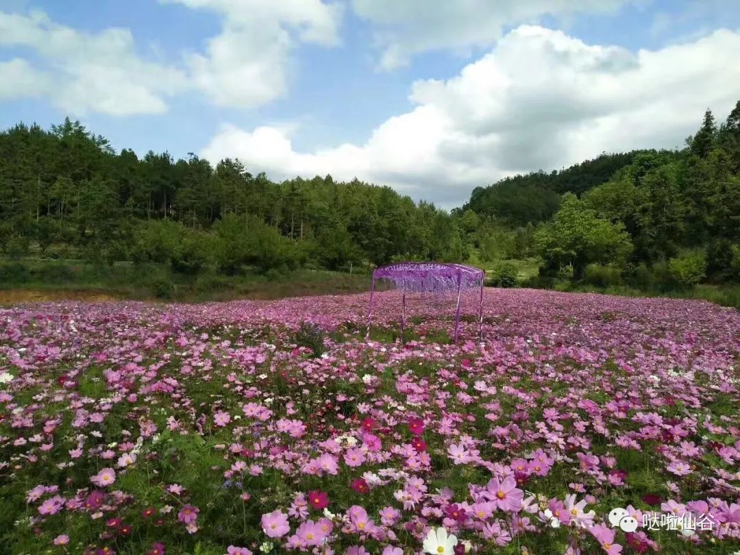 【盘州旅游】咨询丨哒啦仙谷已开启"花海"模式!