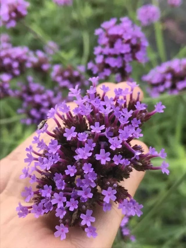 顶生或腋生的穗状花序,花蓝紫色,无柄,花萼膜质,筒状,花冠微呈二唇形