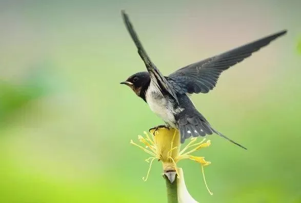 燕子飞到麻雀窝猜成语_燕子窝