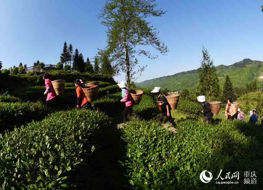重庆酉阳:高山采茶忙_木叶乡图片