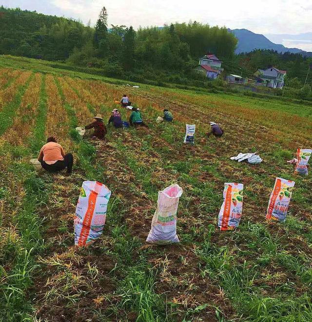 兴仁县鹧鸪乡有多少人口_平河乡有多少人口(3)