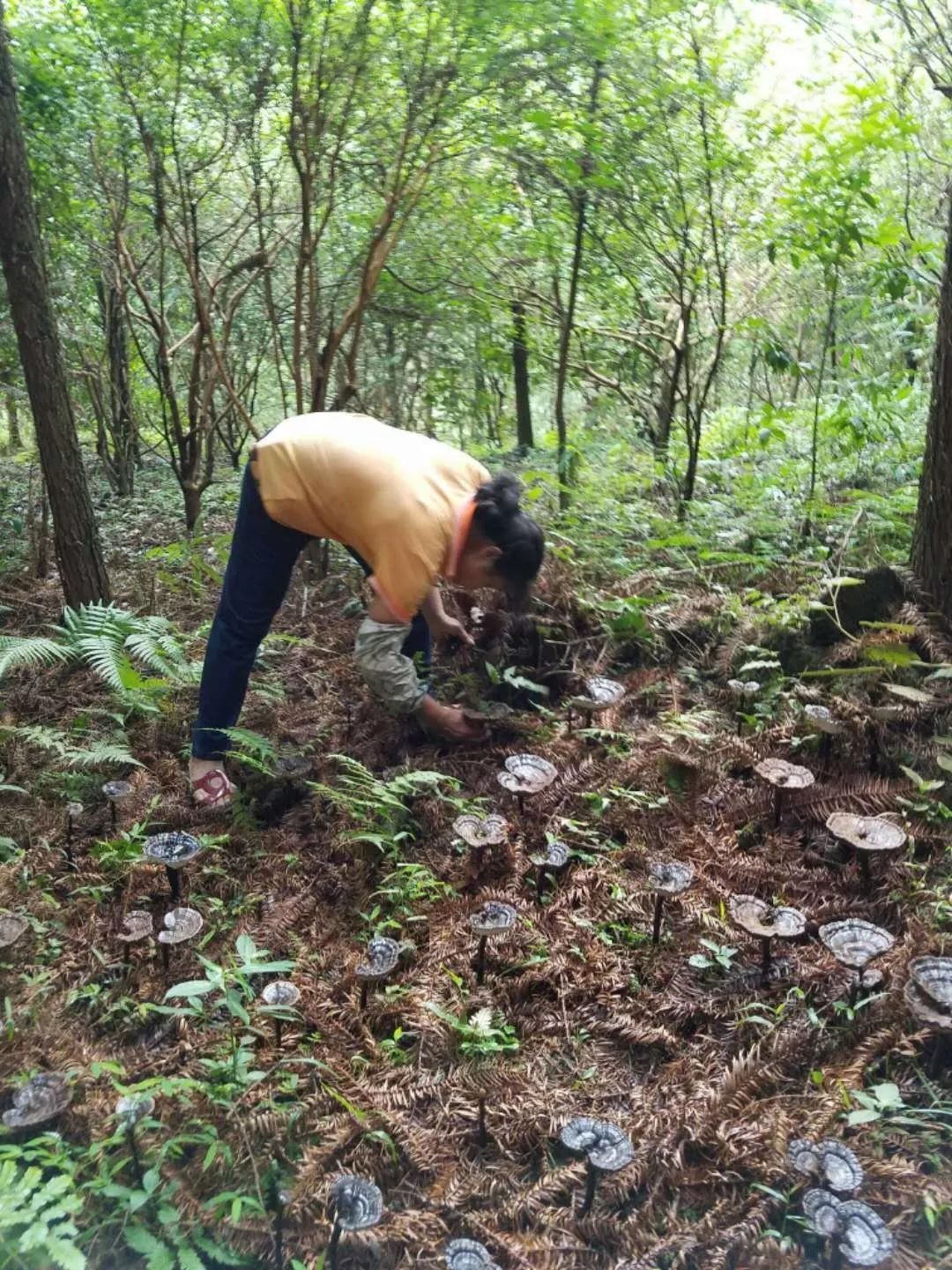 采摘灵芝(资料图)据了解,该灵芝菌棒培育技术,完全提取自野生灵芝菌种