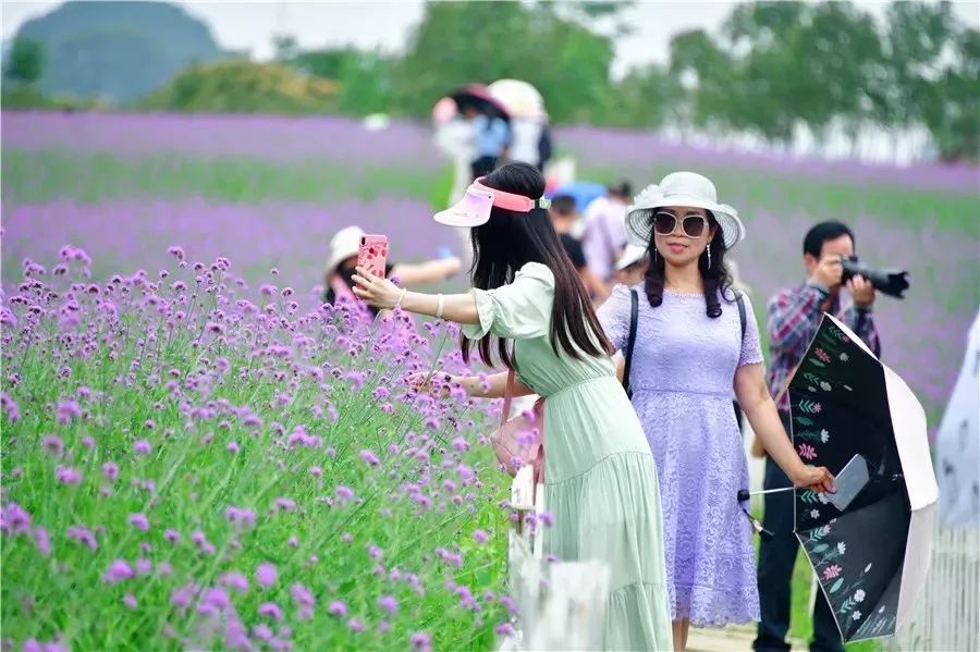 邂逅广西普罗旺斯香草园5月19日2526日忻城薰衣草庄园一日游费用98元