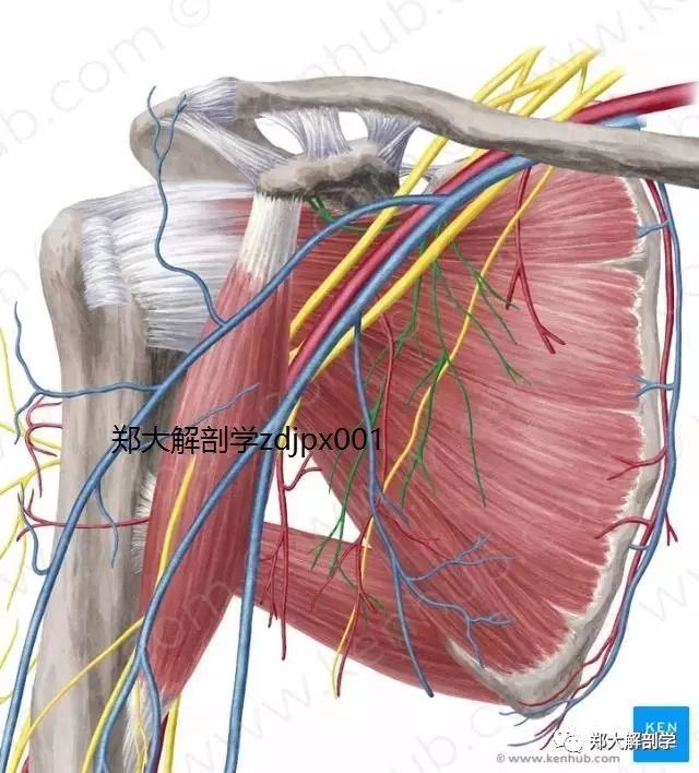 肩胛下神经桡神经肌皮神经正中神经腋神经臂丛内侧束臂丛后束