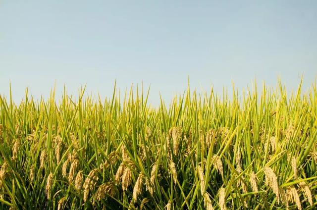 芒种节气图片 82ebc1a48eca44e1a09c41d2776708a2.jpeg