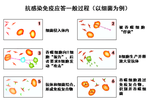 什么是双向调节免疫 8eb0d39d6d55477c9e941a9d60083005.png