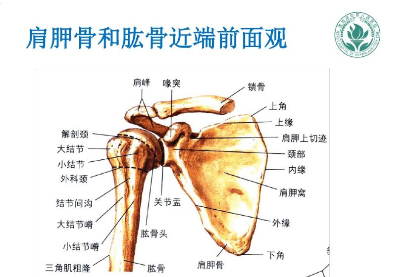 肩关节软组织压痛点的解剖与临床(一)