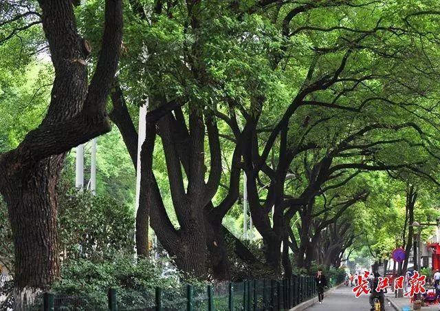 树种排名_最贵的树种排名图片