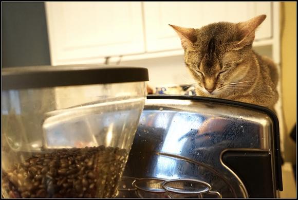 怎么养小猫不会有味道 a247eda5db5a40ceacf8a9483d4edd0d.jpeg