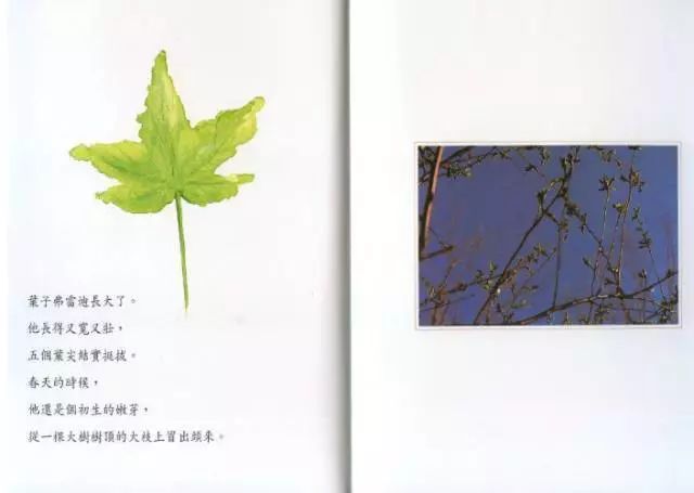 绘本时间|第30期《一片叶子落下来》