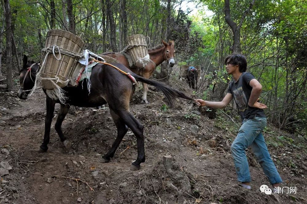 每4-6匹骡子为一小组,上山时都需要赶骡人跟着招呼,骡子走得快,人累