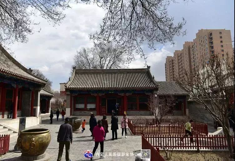 美图 | 清风暖阳映庭院 枝繁粉红花团锦