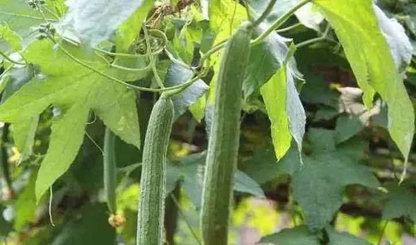 怎么种丝瓜比较结瓜多 b50409f540dc4093991f475211acc8b6.jpeg
