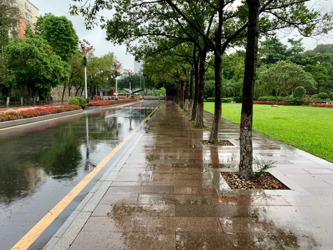 雨后鲜艳的绿色映在湿润的地面