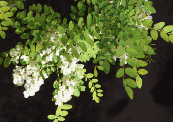 壁纸 花 植物 桌面 蕨类 352_248 gif 动态图 动图