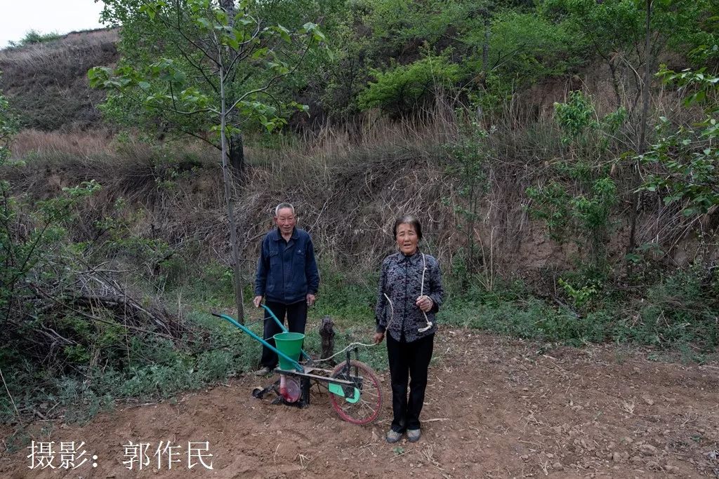 七旬老夫妻,拉耧种玉米