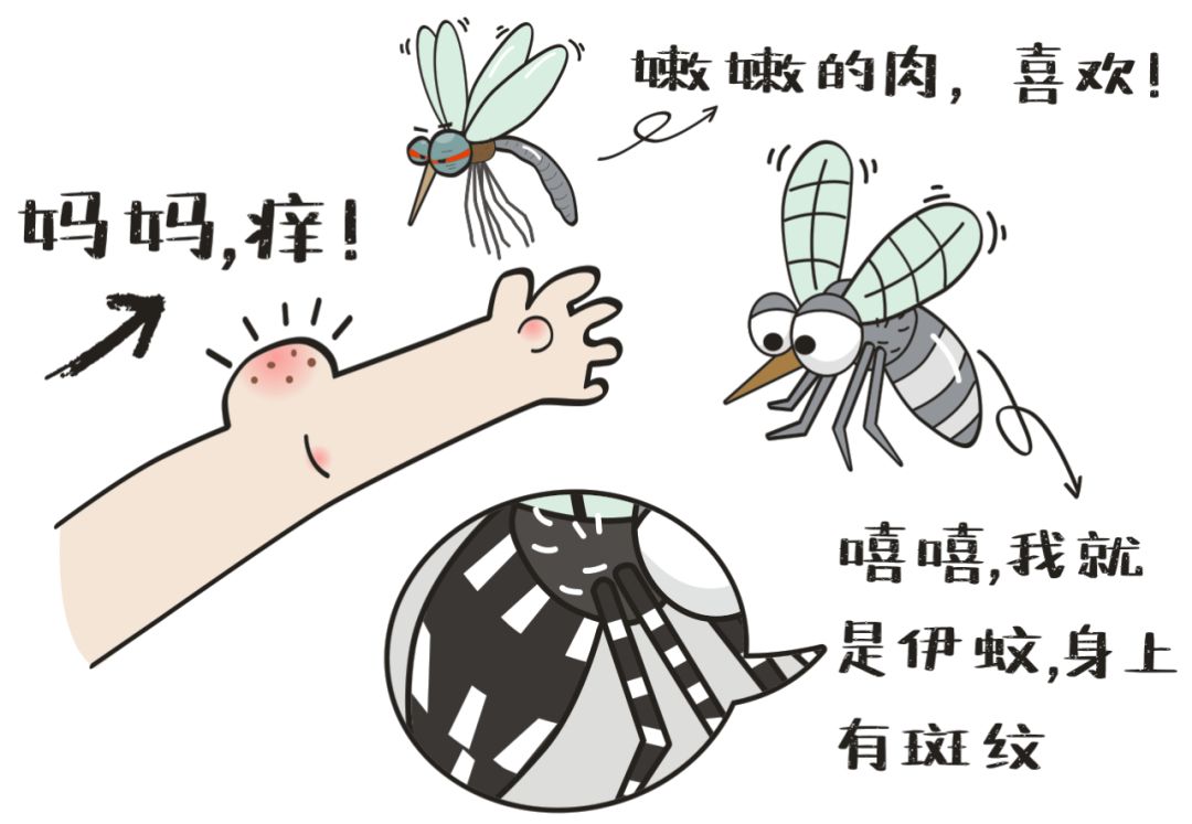 蚊子的世界并没有很复杂: 伊蚊叮咬登革热病人或隐性感染者后,病毒在
