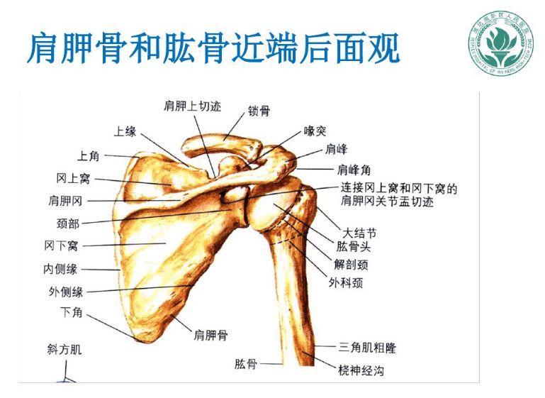 肩关节软组织压痛点的解剖与临床(一)