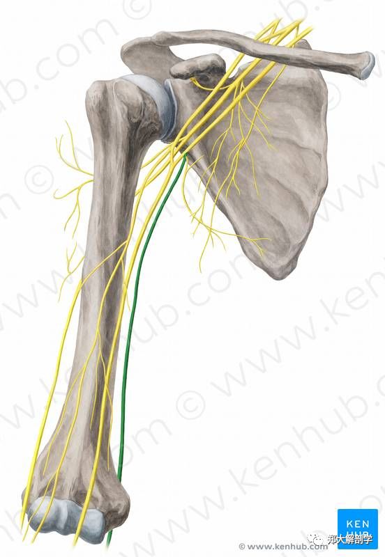 下神经肩胛下神经桡神经肌皮神经正中神经腋神经臂丛内侧束臂丛后束
