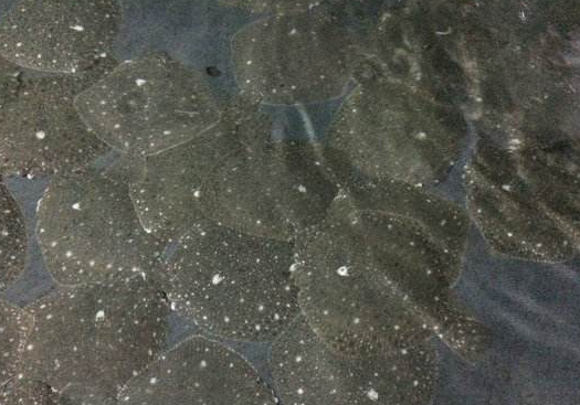 怎么养多宝鱼 e081053cde354253ab872c0b4e895cce.png