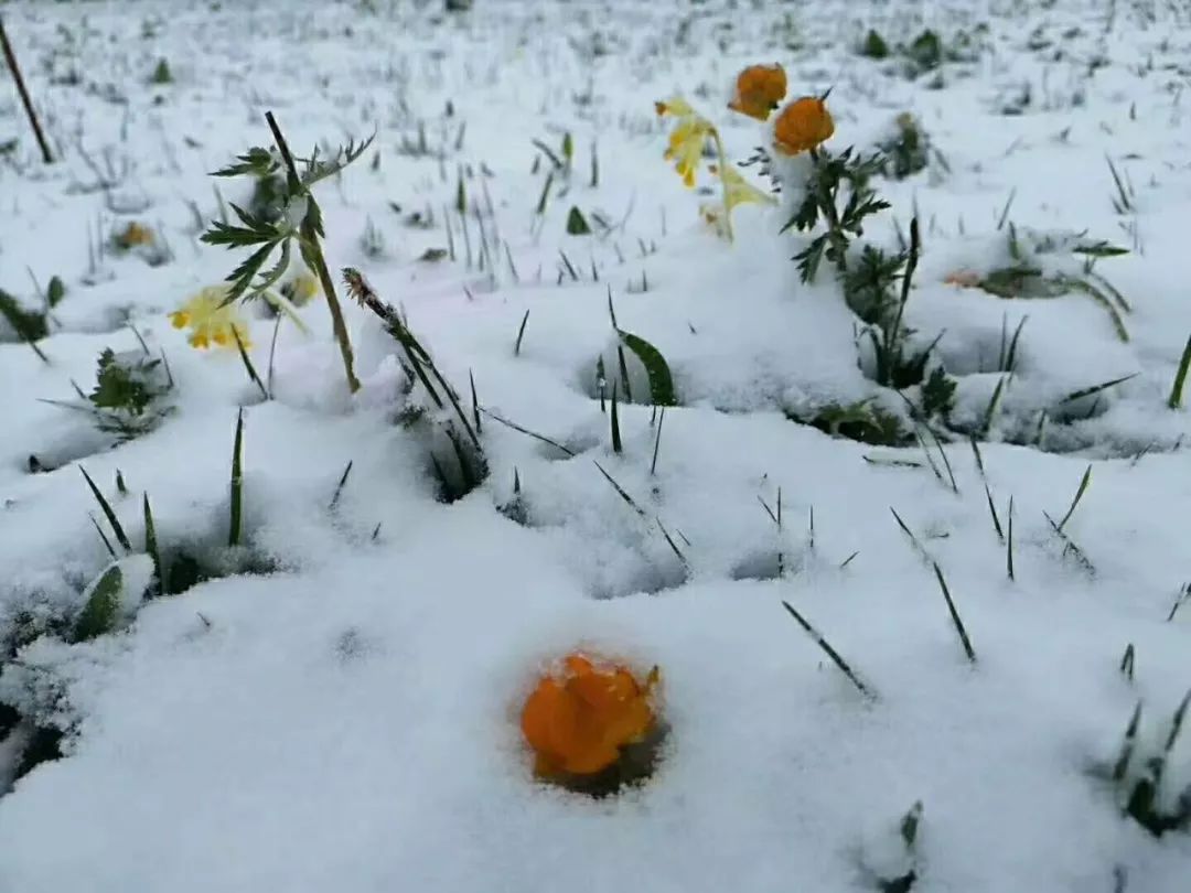 连发大风!寒潮!大雪!霜冻!暴雨预警!额敏今日却被十里