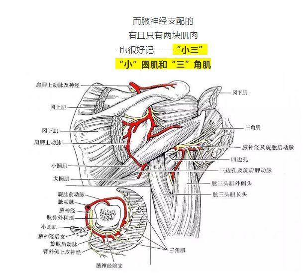 详解"小圆肌与冈下肌"