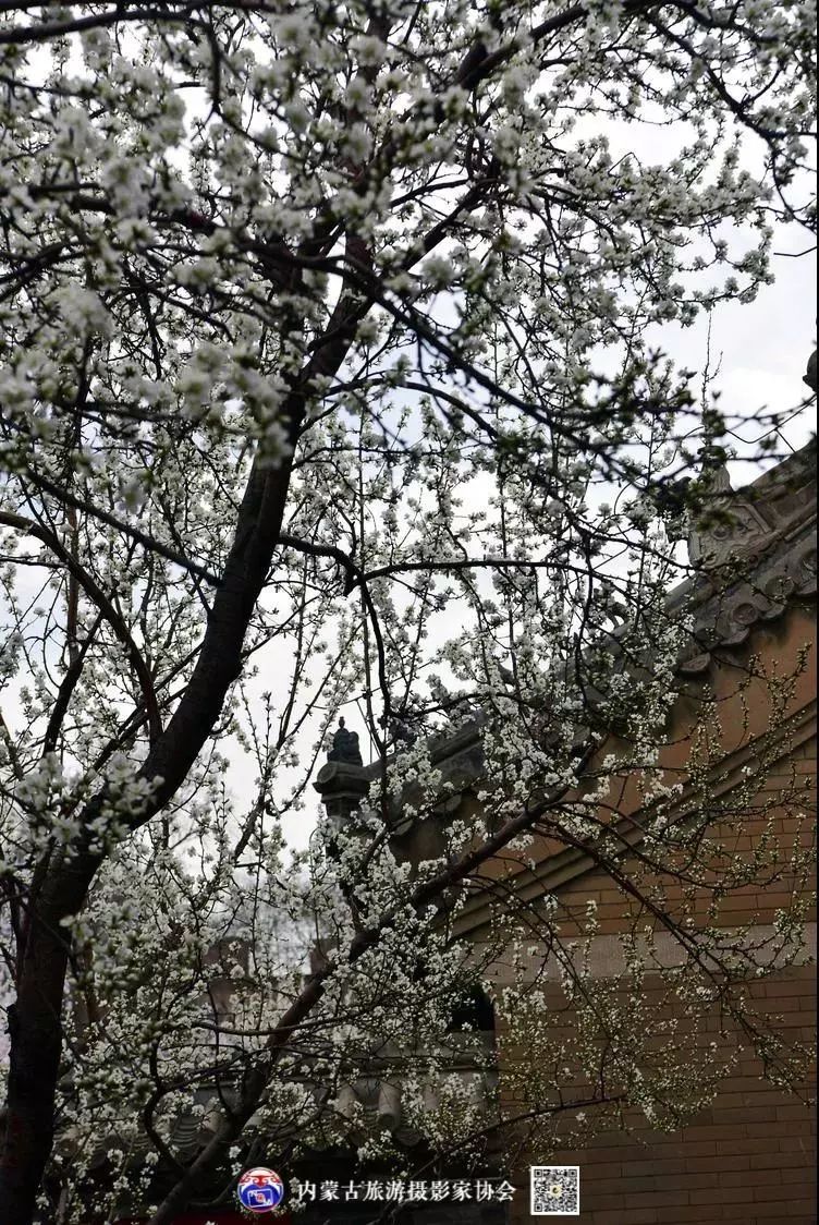 美图 | 清风暖阳映庭院 枝繁粉红花团锦