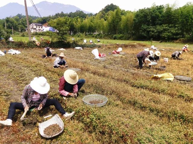 兴仁县鹧鸪乡有多少人口_平河乡有多少人口