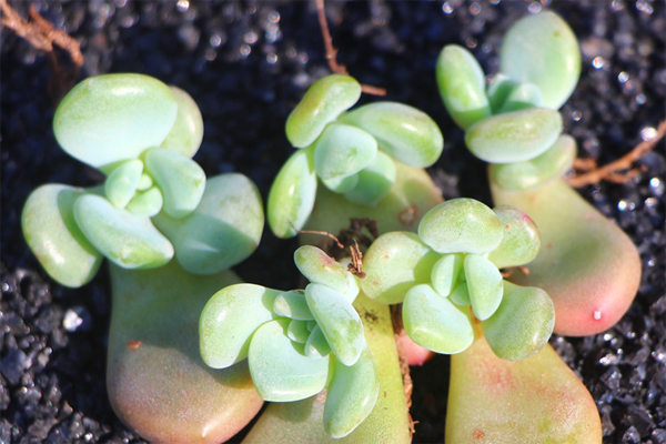 多肉叶插只生根不发芽一直长下去 e61eba452f434b1abe24593c24ea333e.png