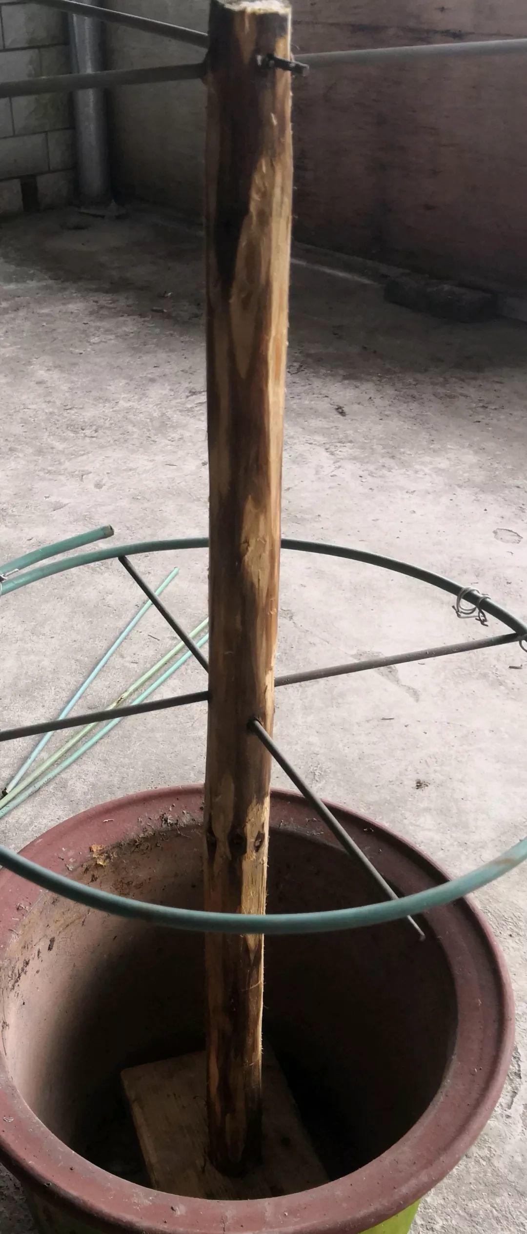 如何快速变老桩 eacf390eaef8470fb67b6d4e6e4af6bf.jpeg