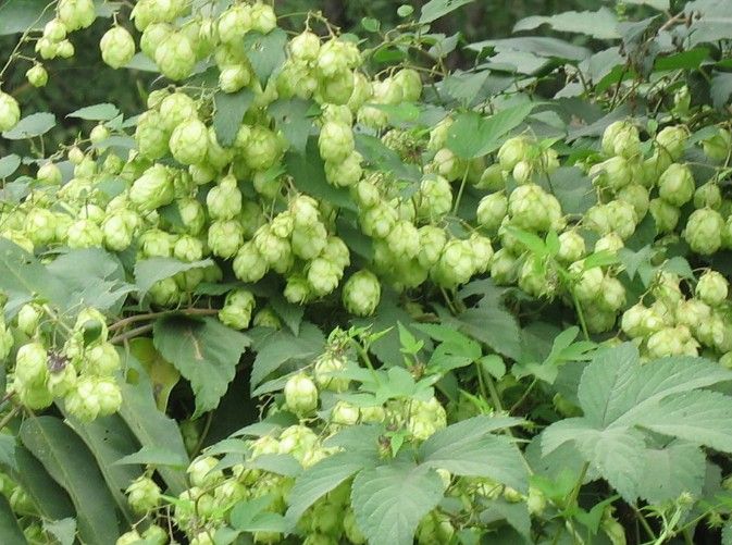 十种经典的啤酒花你知道哪些