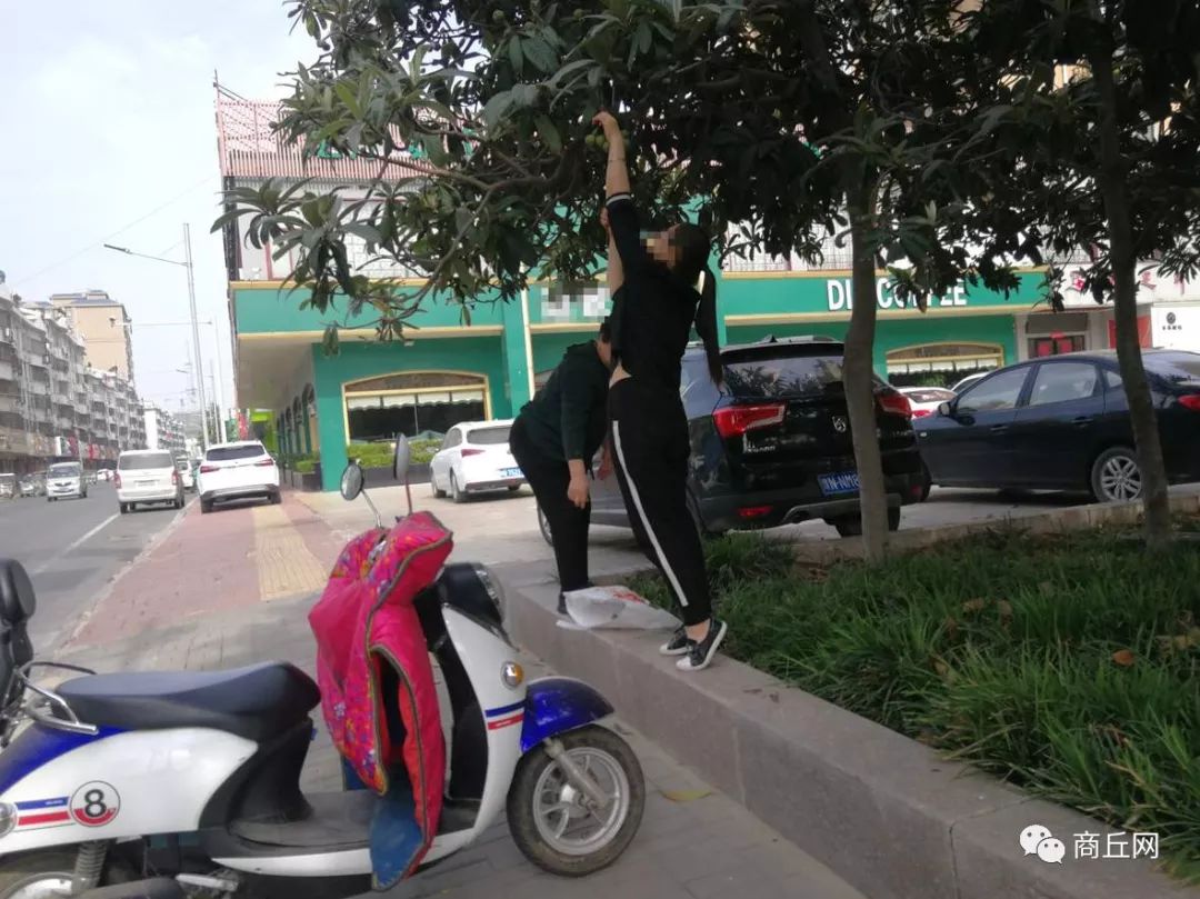 别再摘了,商丘市区路边的枇杷真不能吃 澳门BBIN视讯游戏大全